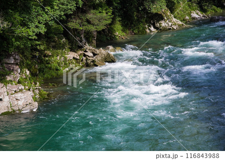 夏の清流《岐阜県板取川》 116843988