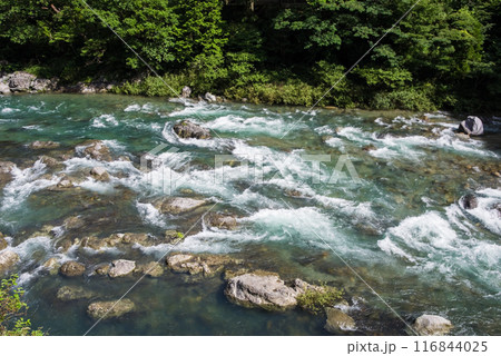 夏の清流《岐阜県板取川》 116844025