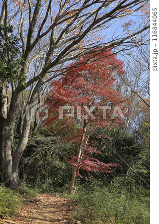 茨城県の秋の宝篋山(ほうきょうさん)の登山道の風景 茨城県の秋の宝篋山(ほうきょうさん)の登山道の風景 116844065