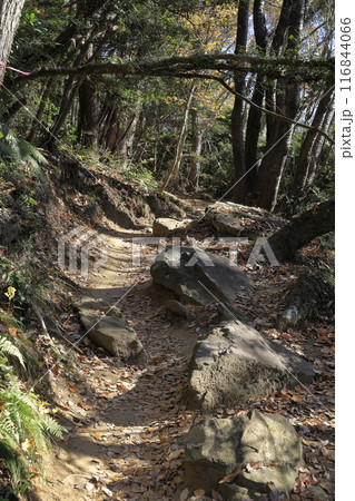 茨城県の秋の宝篋山(ほうきょうさん)の登山道の風景 茨城県の秋の宝篋山(ほうきょうさん)の登山道の風景 116844066