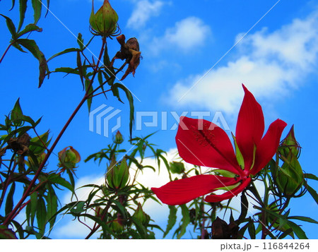 モミジアオイ 116844264