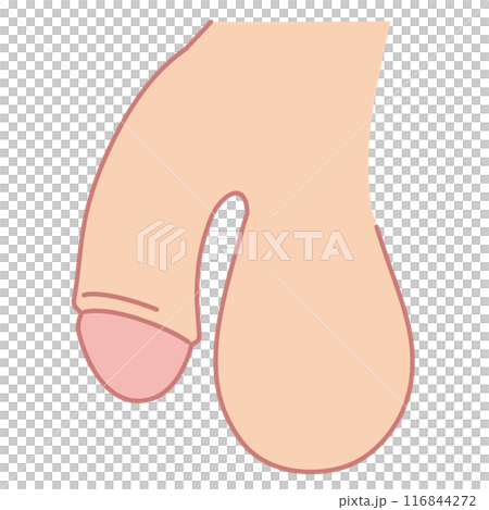 Male Reproductive System Medical Male Reproductive System Medical 116844272