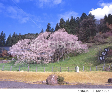 臥龍桜「国指定天然記念物」(樹齢1100年以上、樹高20m、枝張り30m、幹周り7.3m) 臥龍桜「国指定天然記念物」(樹齢1100年以上、樹高20m、枝張り30m、幹周り7.3m) 116844297