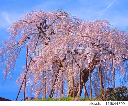 畑のしだれ桜（深堂の郷、都しだれ）（樹齢400年、樹高12m、幹周り3.76m 116844299