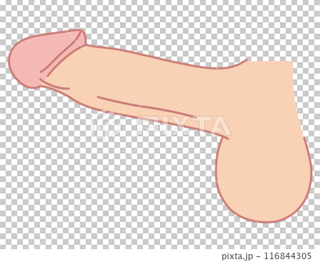 Male Reproductive System Medical Male Reproductive System Medical 116844305