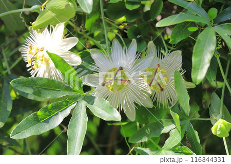 白い時計草(とけいそう)の花 白い時計草(とけいそう)の花 116844331