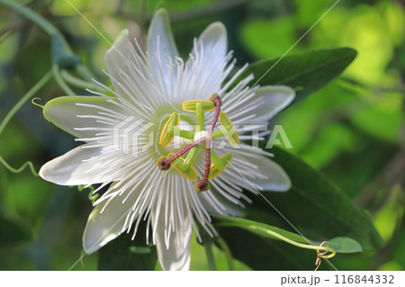 白い時計草(とけいそう)の花 白い時計草(とけいそう)の花 116844332