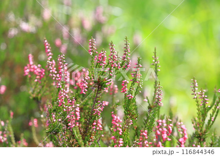 カルーナ（ギョリュウモドキ）の花 116844346