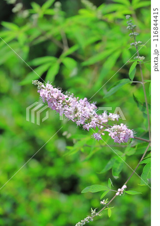西洋人参木(セイヨウニンジンボク)の花 西洋人参木(セイヨウニンジンボク)の花 116844415