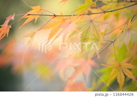 紅葉したモミジ 116844426