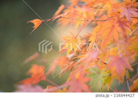 鮮やかな紅葉 鮮やかな紅葉 116844427
