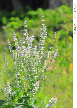 クラリセージ（オニサルビア）の花 116844523