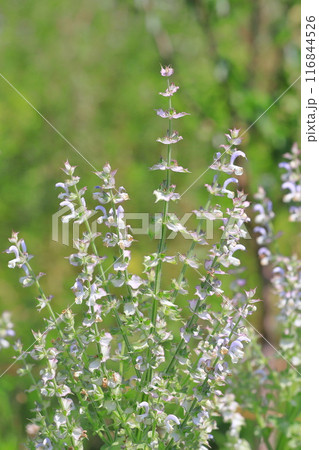 クラリセージ(オニサルビア)の花 クラリセージ(オニサルビア)の花 116844526