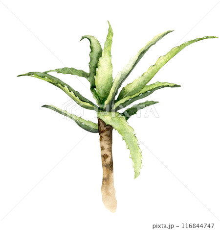 Watercolor illustration of an aloe Watercolor illustration of an aloe 116844747