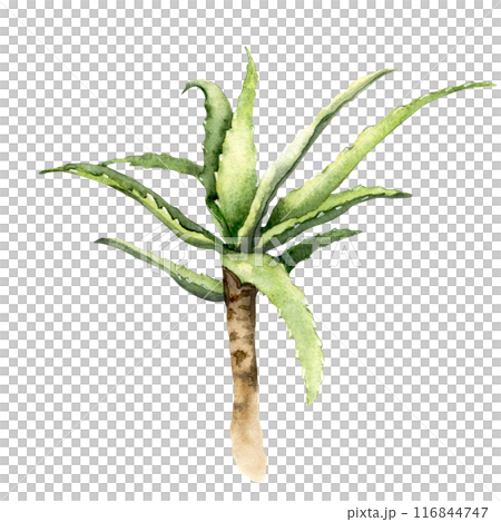 Watercolor illustration of an aloe Watercolor illustration of an aloe 116844747