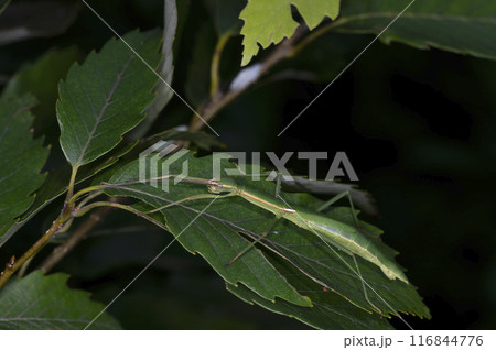 トビナナフシ 116844776