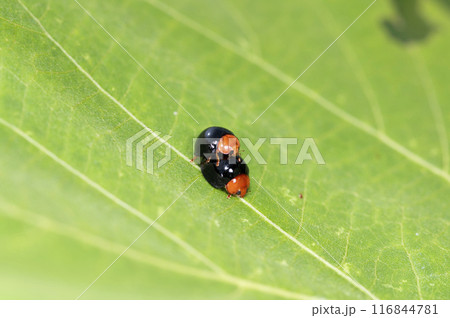 ムネアカオオクロテントウ ムネアカオオクロテントウ 116844781