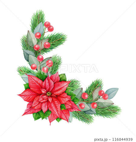 Winter season vintage style floral decor from poinsettia, pine. Watercolor illustration. Christmas time festive painted decor with conifer, eucalyptus, red berries, poinsettia. White background 116844939