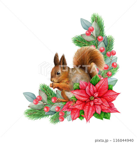 Winter season cozy vintage style decor with red squirrel. Watercolor illustration. Painted rustic Christmas time decoration with pine branch, poinsettia flower, forest squirrel. White background Winter season cozy vintage style decor with red squirrel. Watercolor illustration. Painted rustic Christmas time decoration with pine branch, poinsettia flower, forest squirrel. White background 116844940