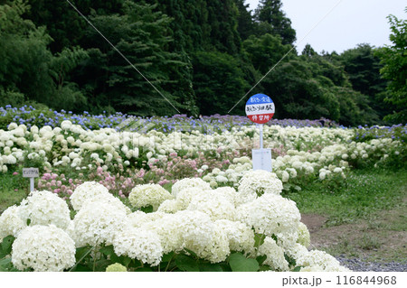 美しいあじさい畑　みちのくあじさい園　岩手県　　 116844968