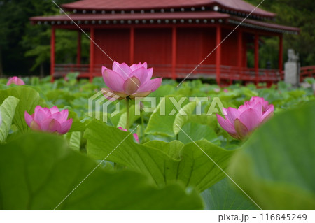 ハスの花と赤いハス 116845249