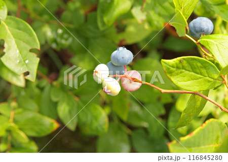 Colorful immature blueberries on bush in summer. Healthy eating. Harvest in backyard garden. Natural background for design. Colorful immature blueberries on bush in summer. Healthy eating. Harvest in backyard garden. Natural background for design. 116845280