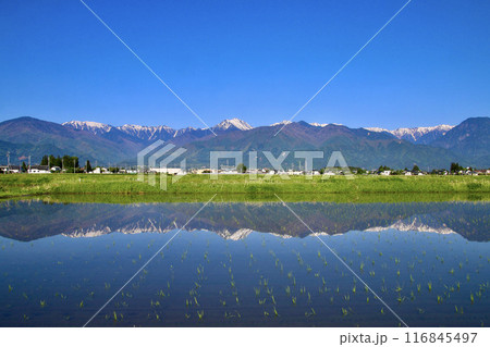 安曇野からの水田と北アルプス・西方面(長野県・安曇野市) 安曇野からの水田と北アルプス・西方面(長野県・安曇野市) 116845497