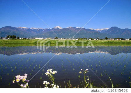 安曇野からの水田と北アルプス・西方面(長野県・安曇野市)水田とアルプス,日本アルプス,アルプスの山々 安曇野からの水田と北アルプス・西方面(長野県・安曇野市)水田とアルプス,日本アルプス,アルプスの山々 116845498