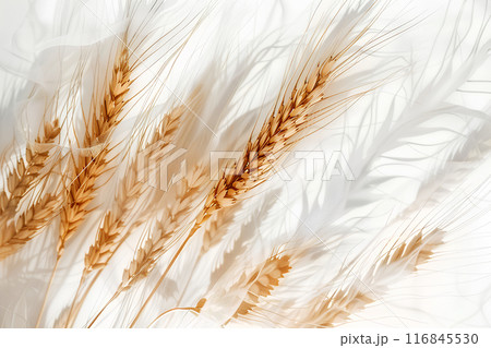 秋のイメージ背景-2 秋のイメージ背景-2 116845530