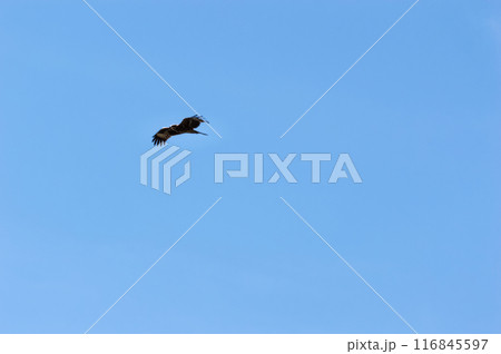 Flying black kite (lat. Milvus migrans) in the blue sky, bird of prey in flight Flying black kite (lat. Milvus migrans) in the blue sky, bird of prey in flight 116845597