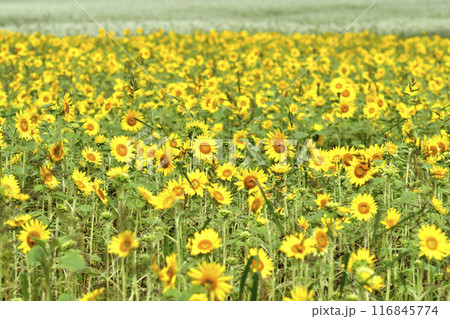 黄色い花 黄色い花 116845774