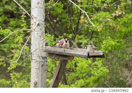 Common grosbeak (lat. Coccothraustes coccothraustes) and bullfinch (lat. Pyrrhula pyrrhula) sitting on a bird feeder. Common grosbeak (lat. Coccothraustes coccothraustes) and bullfinch (lat. Pyrrhula pyrrhula) sitting on a bird feeder. 116845962