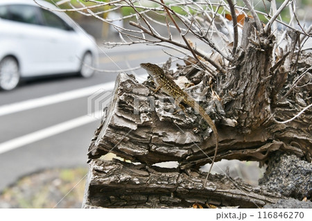 道路そばの切り株にいるブラウンアノール 116846270
