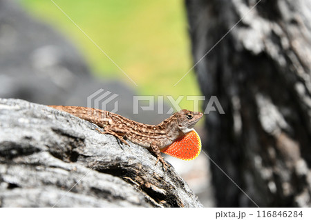 デューラップを広げるブラウンアノール  116846284