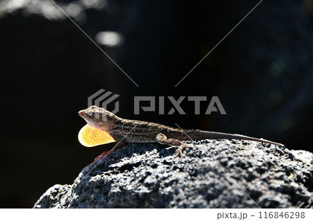 ブラウンアノールの広げたのど袋が逆光で良く目立つ ブラウンアノールの広げたのど袋が逆光で良く目立つ 116846298