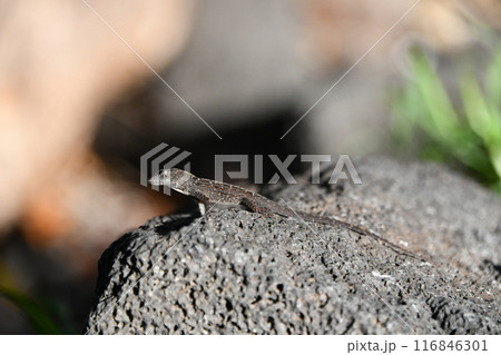 岩の上で休むブラウンアノール 116846301