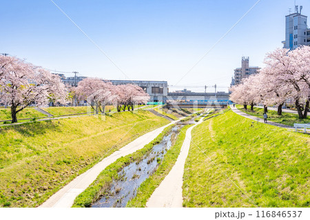 仙台市地下鉄南北線富沢駅沿線と笊川沿いに咲く満開の桜　遊歩道　花見 116846537