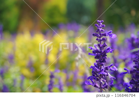 ブルーサルビア　サルビアファリナセア 116846704