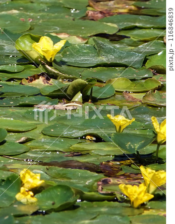 アサザの花1 アサザの花1 116846839
