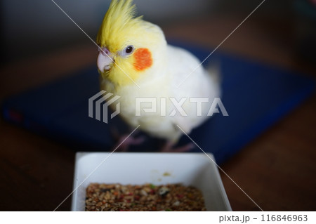 インコ オウム いんこ 116846963