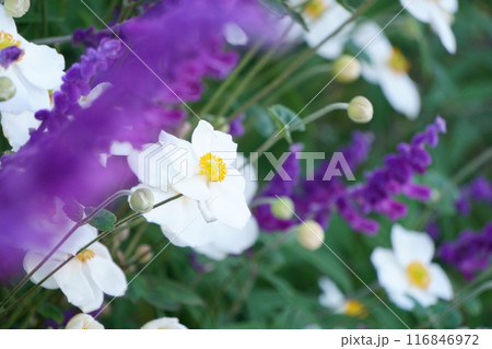 紫の花に囲まれる白いシュウメイギク 紫の花に囲まれる白いシュウメイギク 116846972