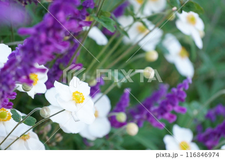 紫の花に囲まれる白いシュウメイギク 紫の花に囲まれる白いシュウメイギク 116846974