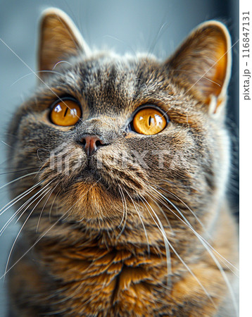 British Shorthair cat photo-realistic image in 4K resolution highlights the cat's large size 116847131