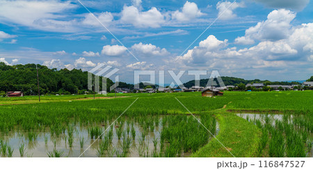 明日香村大字岡から 大字飛鳥集落と甘樫丘、雷丘、雷ギヲン城跡、耳成山、天香具山 2024年7月17日 116847527
