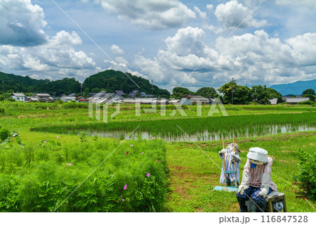 高市郡明日香村 大字岡の田んぼと聖徳太子生誕の地 橘寺 2024年7月17日 116847528