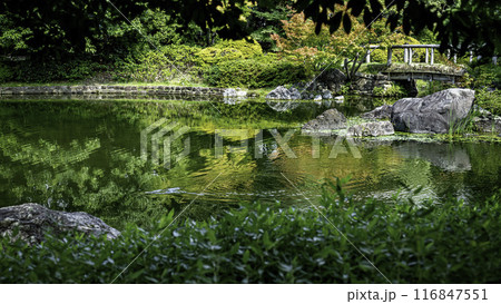 庭園の池に広がる波紋 116847551