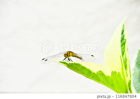 葉に止まるマユタテアカネ 116847804