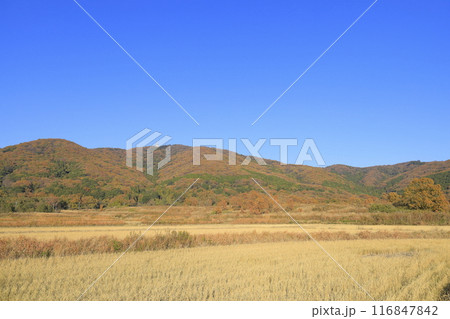 快晴の下、色鮮やかに紅葉した茨城県の秋の宝篋山(ほうきょうさん) 快晴の下、色鮮やかに紅葉した茨城県の秋の宝篋山(ほうきょうさん) 116847842