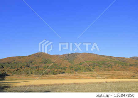 快晴の下、色鮮やかに紅葉した茨城県の秋の宝篋山（ほうきょうさん） 116847850