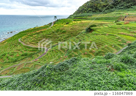 石川県輪島市　白米千枚田の棚田 116847869